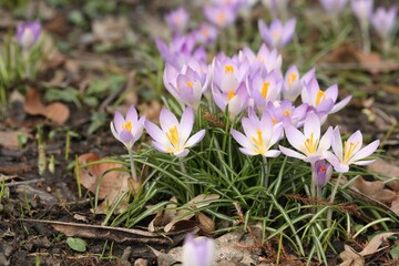 Beautiful crocus flowers growing outdoors. Space for text