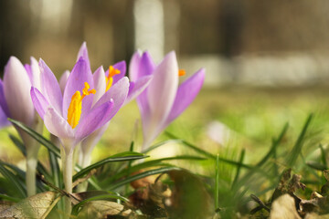 Fototapeta premium Beautiful crocus flowers growing outdoors, closeup. Space for text