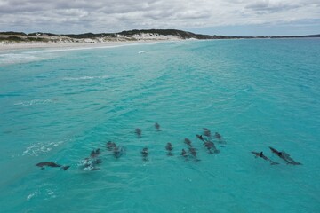 A large pod of dolphins swimming in the crystal clear waters of Bremer Bay.