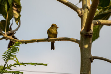 Bird
