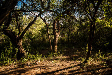 bosque nativo san marcos sierras