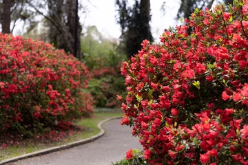 Fototapeten Walking Path in between flowers in Azalea Park in Downtown Summerville, South Carolina during the spring time with floral blooms © BrittanyMillie