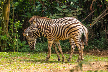 Fototapeta na wymiar Zebras (subgenus Hippotigris) are African equines with distinctive black-and-white striped coats