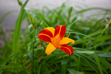 Fototapeta premium Orange and Red Day Lily Flower in Flower Bed in Georgia Small Town