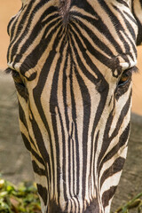 Zebras (subgenus Hippotigris) are African equines with distinctive black-and-white striped coats