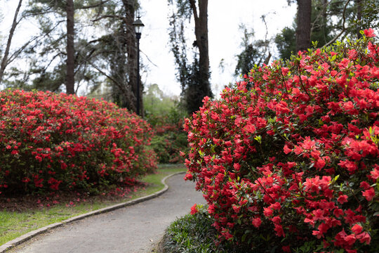 Walking Path in between flowers in Azalea Park in Downtown Summerville, South Carolina during the spring time with floral blooms