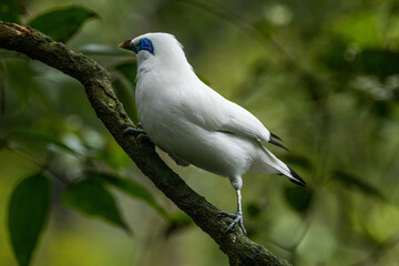 The Bali myna (Leucopsar rothschildi), also known as Rothschild's mynah, Bali starling, or Bali mynah, locally known as jalak Bali