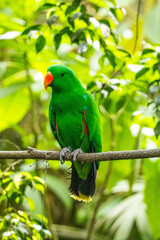 Bayan bird Eclectus is a genus of parrot, the Psittaciformes