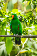 Bayan bird Eclectus is a genus of parrot, the Psittaciformes