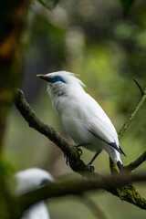 The Bali myna (Leucopsar rothschildi), also known as Rothschild's mynah, Bali starling, or Bali mynah, locally known as jalak Bali