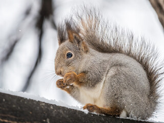 The squirrel with nut sits on tree in the winter or late autumn