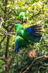 Eclectus is a genus of parrot, the Psittaciformes