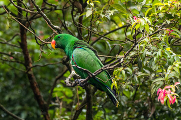 Eclectus is a genus of parrot, the Psittaciformes