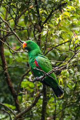 Eclectus is a genus of parrot, the Psittaciformes