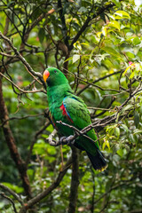 Eclectus is a genus of parrot, the Psittaciformes