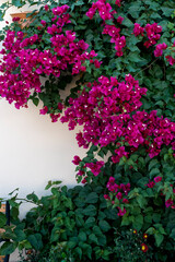 Flores de una Santa Rita. Bougainvillea glabra