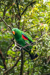 Eclectus is a genus of parrot, the Psittaciformes