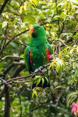 Eclectus is a genus of parrot, the Psittaciformes