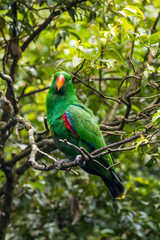 Eclectus is a genus of parrot, the Psittaciformes