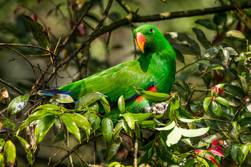 Eclectus is a genus of parrot, the Psittaciformes