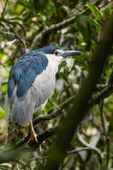 The black-crowned night heron (Nycticorax nycticorax), or black-capped night heron, commonly shortened to just night heron in Eurasia