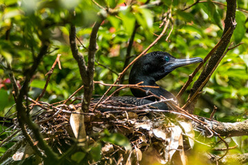 The great cormorant (Phalacrocorax carbo)