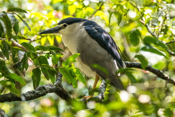 The black-crowned night heron (Nycticorax nycticorax), or black-capped night heron, commonly shortened to just night heron in Eurasia