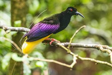 The birds-of-paradise are members of the family Paradisaeidae of the order Passeriformes. The...