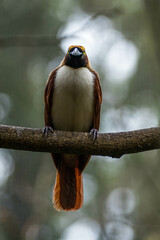 The birds-of-paradise are members of the family Paradisaeidae of the order Passeriformes. The majority of species are found in eastern Indonesia
