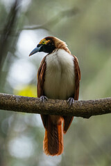 The birds-of-paradise are members of the family Paradisaeidae of the order Passeriformes. The majority of species are found in eastern Indonesia