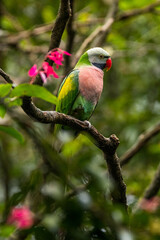 The red-breasted parakeet (Psittacula alexandri) is a parrot native to Southeast Asia