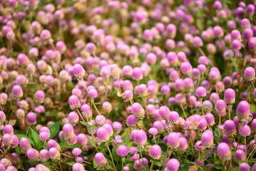 Beautiful pink Globe Amaranth flower blooming in garden