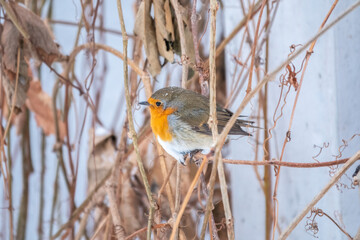 Cute bird the European Robin, Erithacus rubecula. sitting on the tree branch in winter.