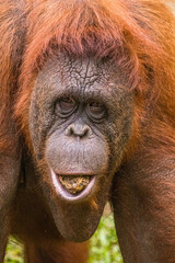 The Sumatran orangutan (Pongo abelii) is one of the three species of orangutans © lessysebastian