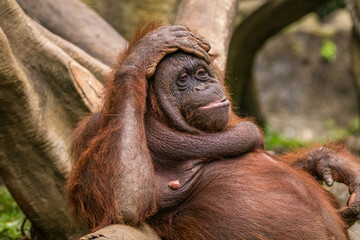 The Sumatran orangutan (Pongo abelii) is one of the three species of orangutans