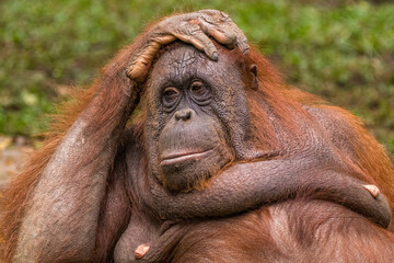 The Sumatran orangutan (Pongo abelii) is one of the three species of orangutans © lessysebastian