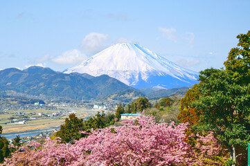 Fototapeta premium 河津桜と富士山（神奈川県・松田町）3