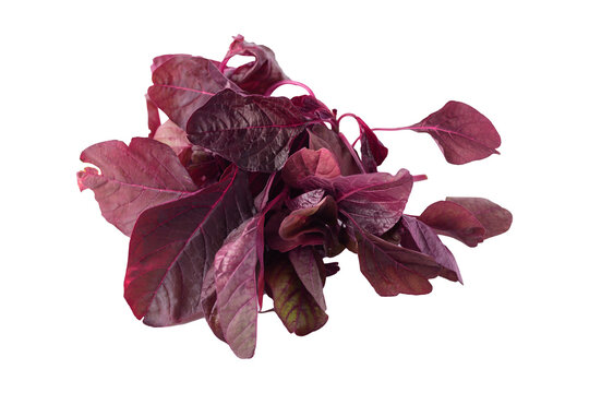 Red Thai spinach leaf or edible amaranth