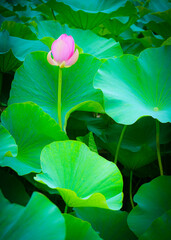 エキゾチックな雰囲気の蓮の花