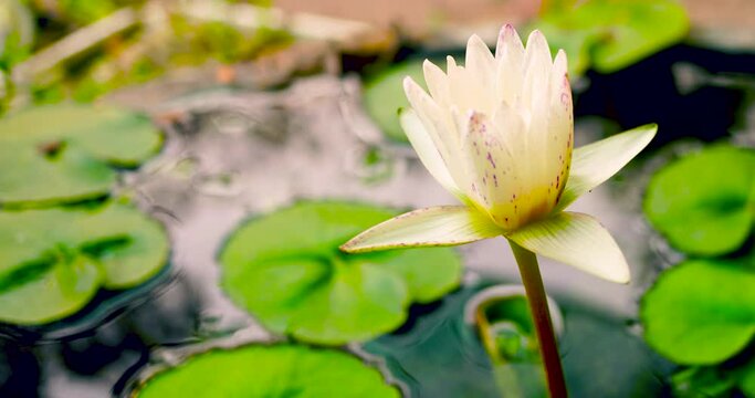 Time lapse of the white lotus flower or water lily in the pond from bloom to bud