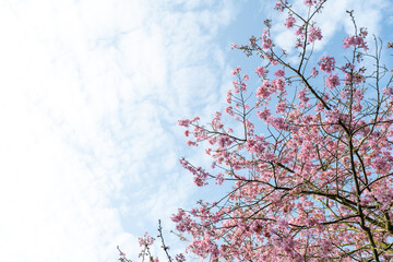 Cherry blossoms in tea gardens