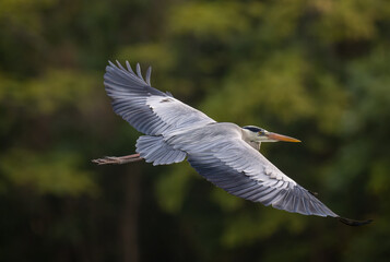 a night heron in flight