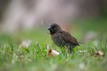Scaly-breasted munia eating grass seeds