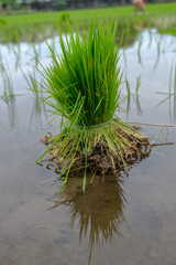 A bunch of paddy in the paddy field waiting to be planted.