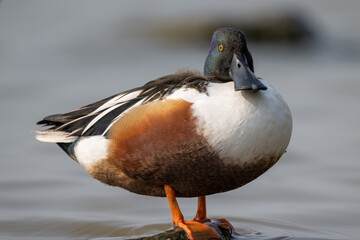 profile for a Northern Shoveler