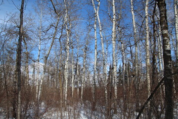 trees in the forest, William Hawrelak Park, Edmonton, Alberta