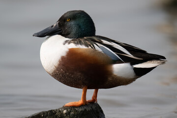 profile for a Northern Shoveler