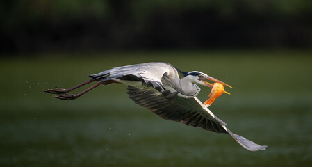 A night heron in flight catching fish