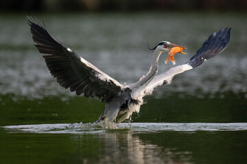 A night heron in flight catching fish