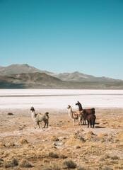 salty Alpaca © Laura